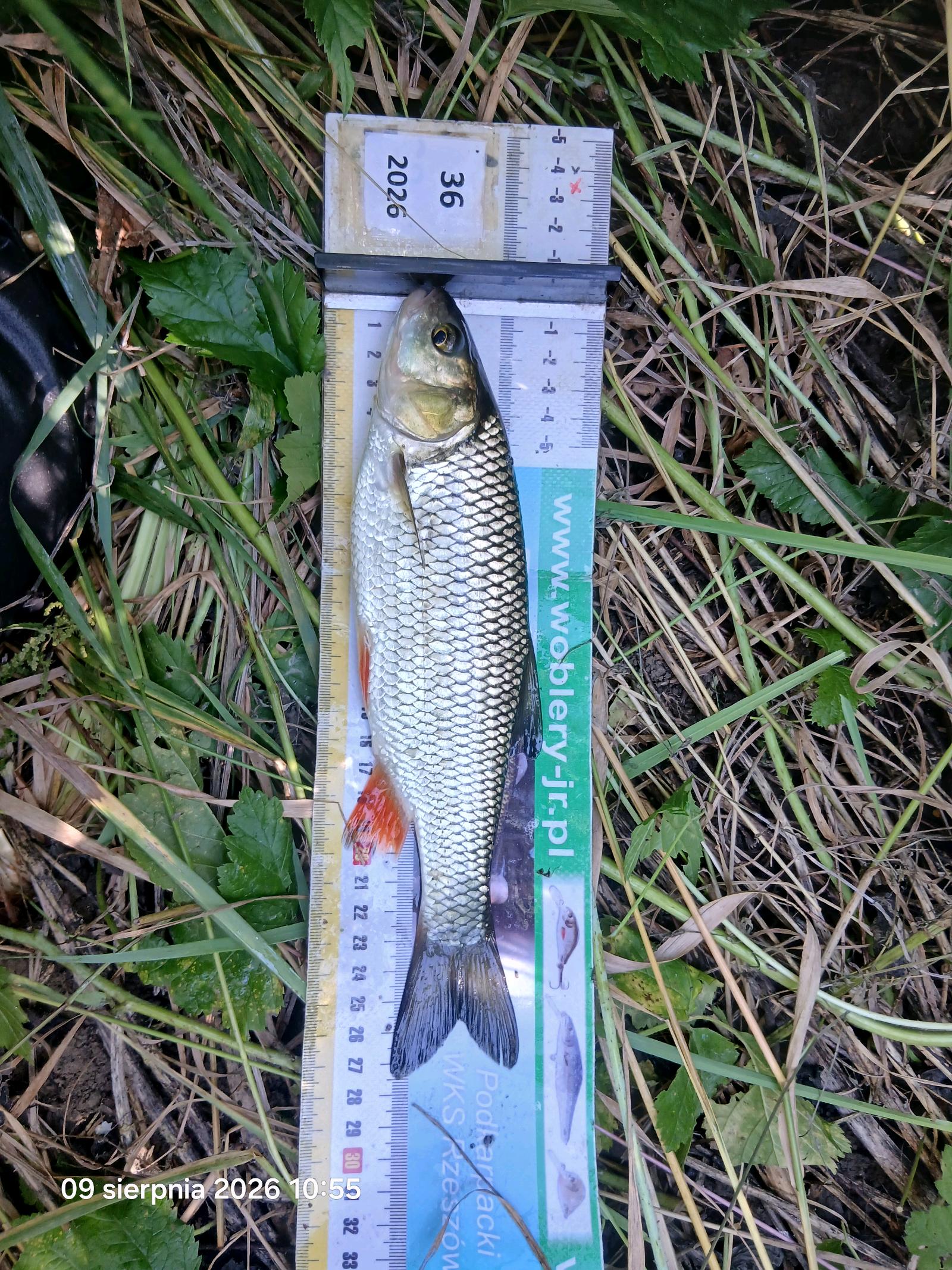Kleń