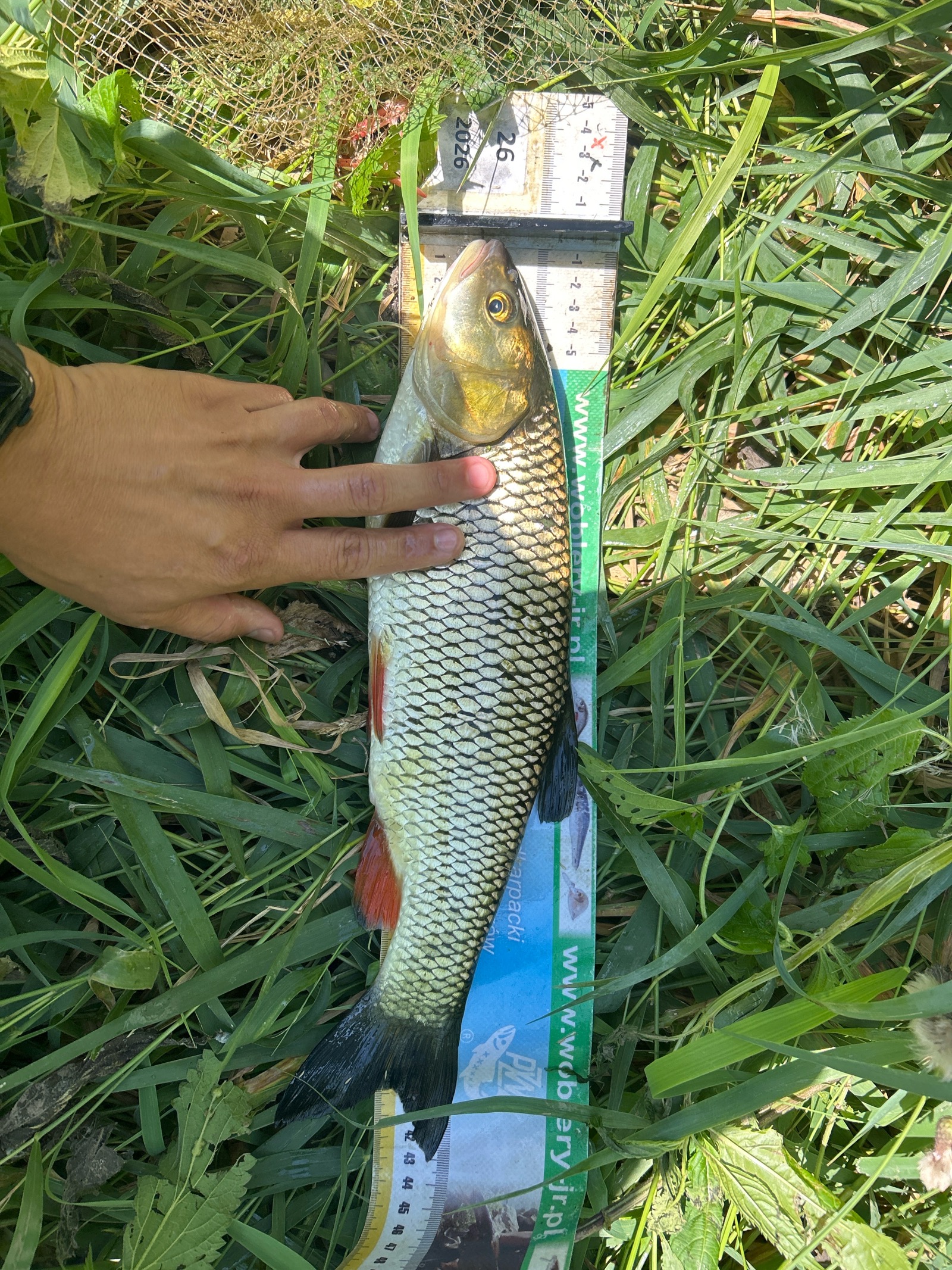 Kleń