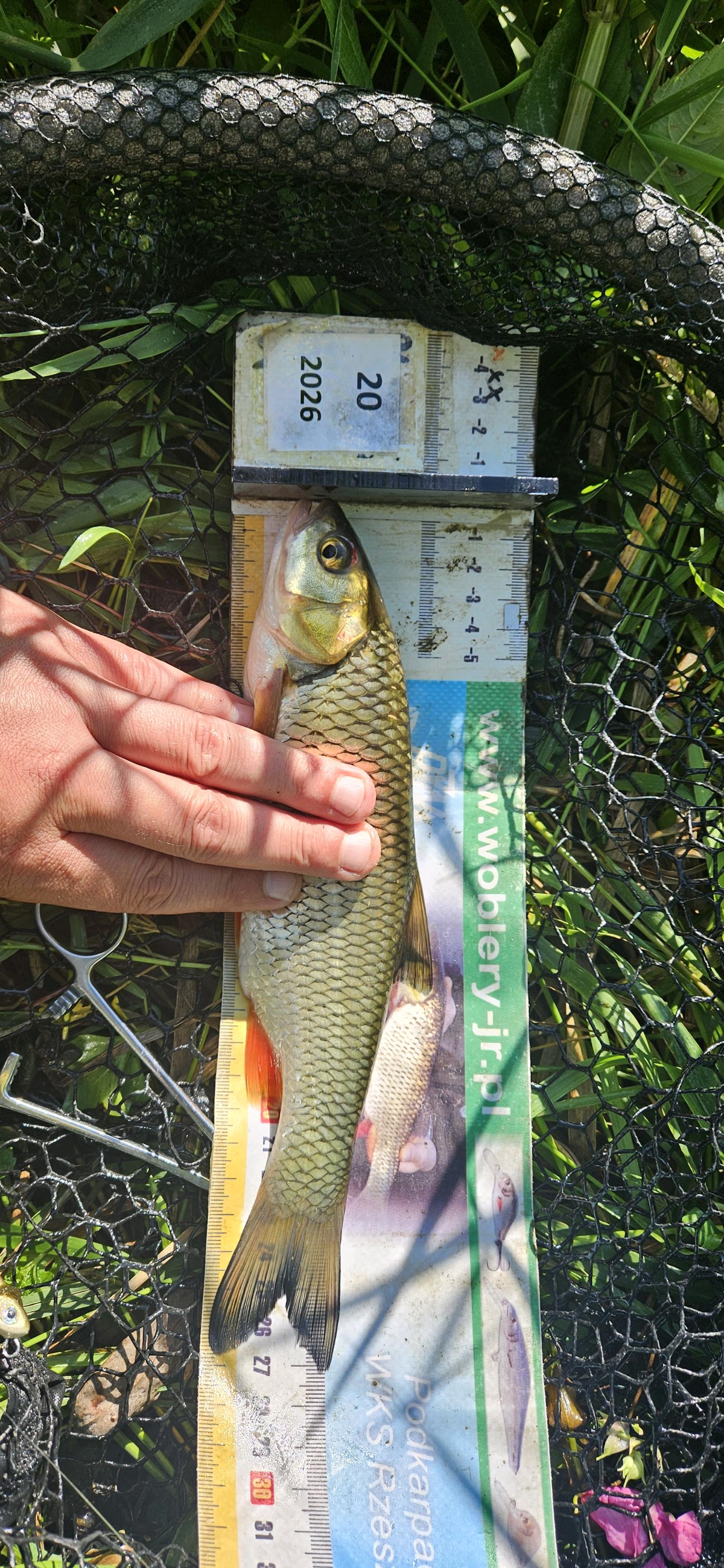 Kleń
