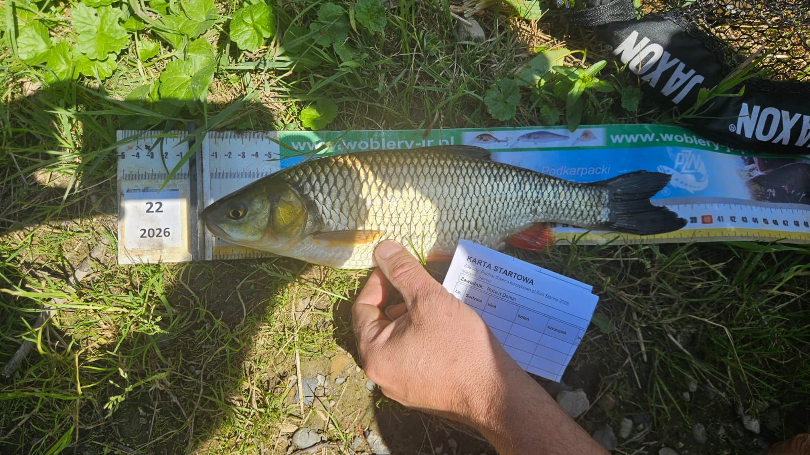 Kleń