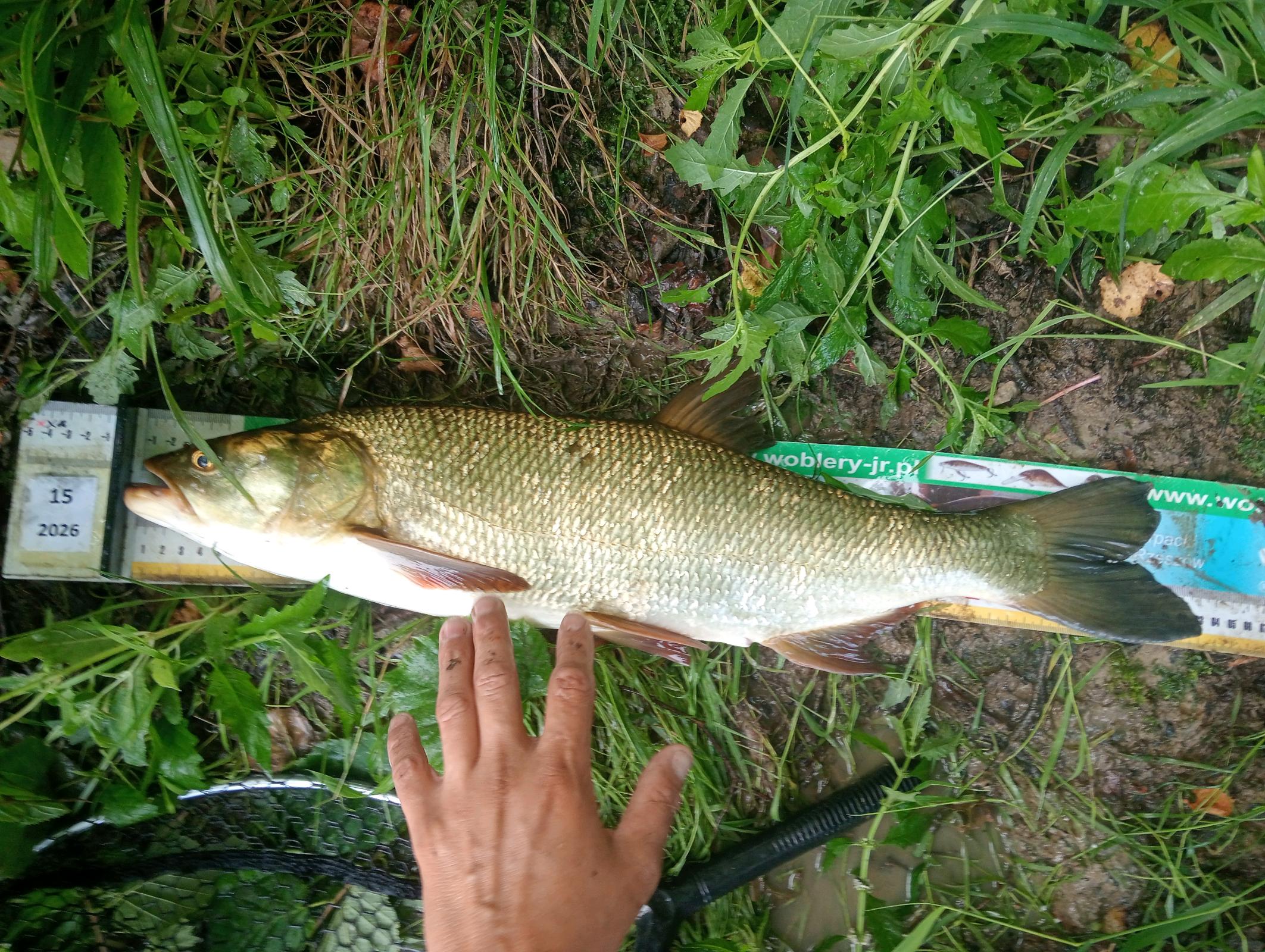 Boleń