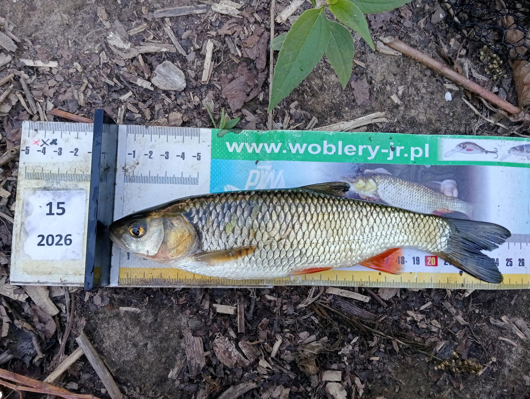 Kleń