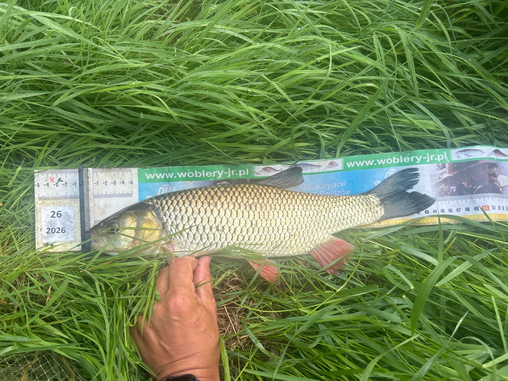 Kleń