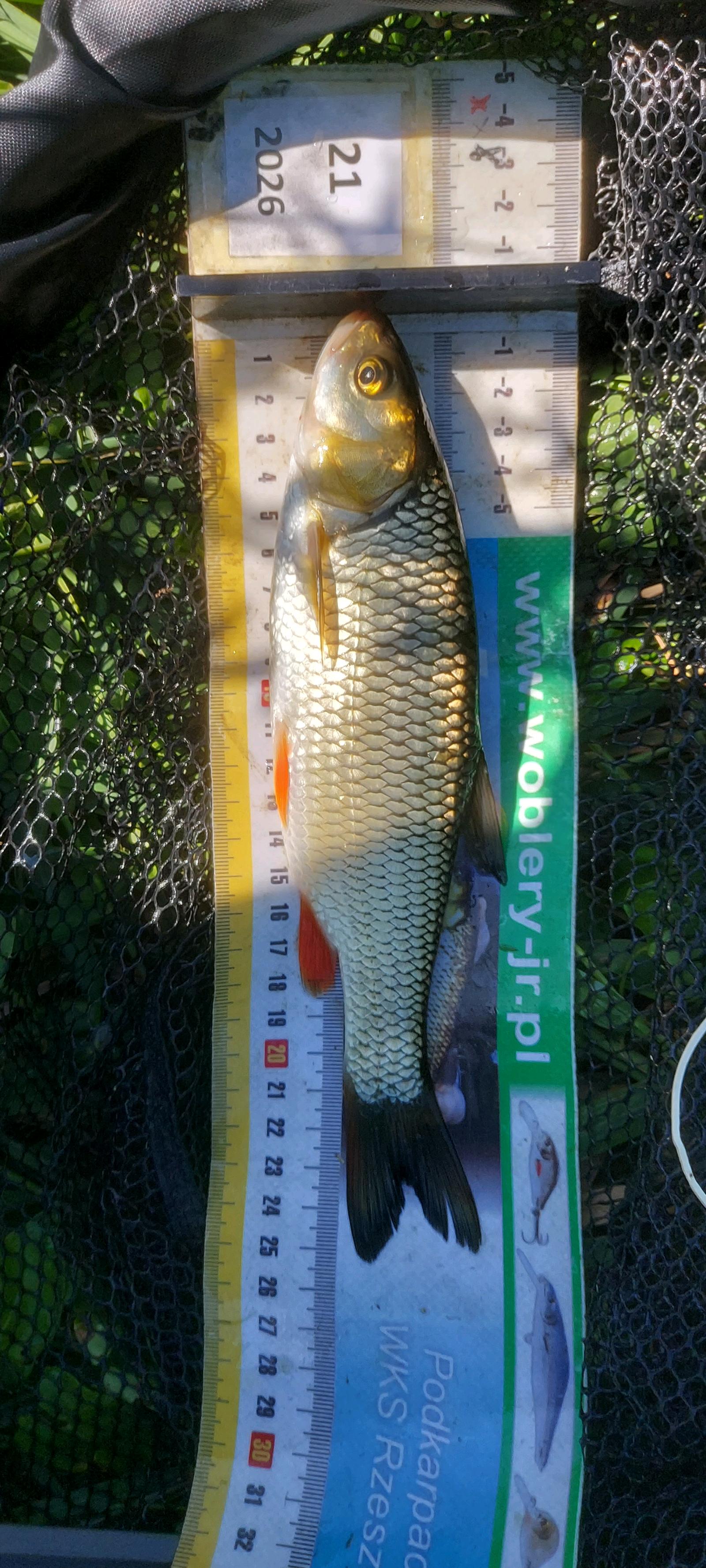 Kleń