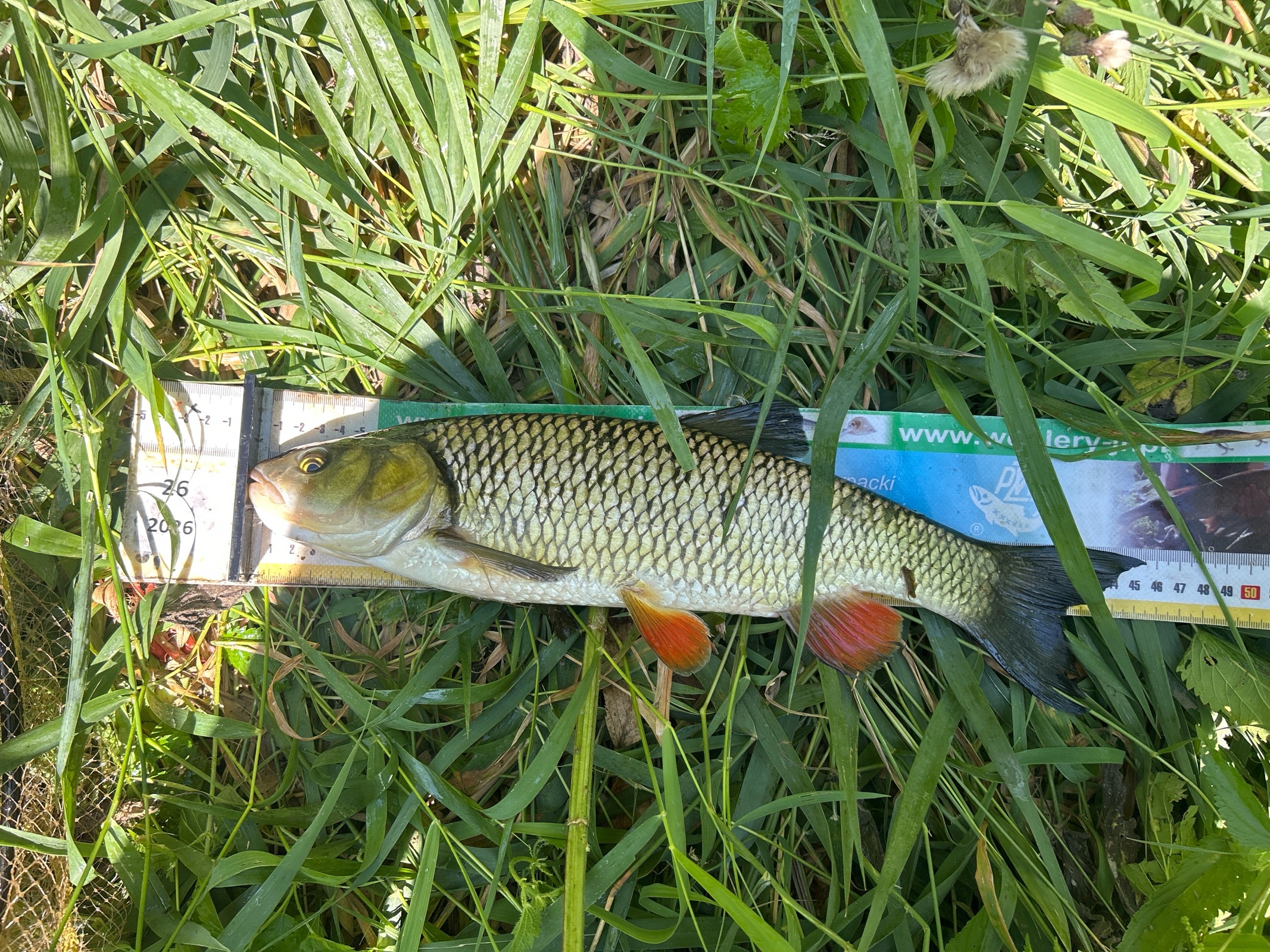 Kleń