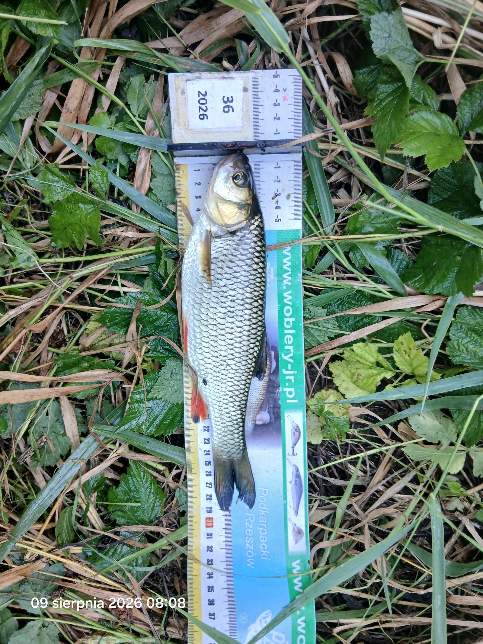 Kleń