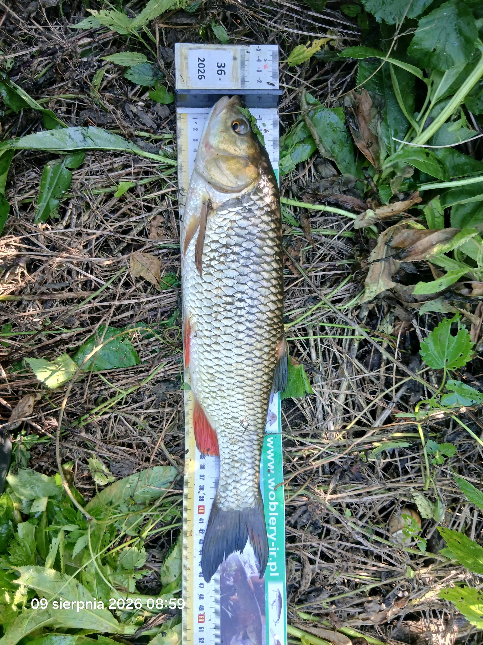 Kleń