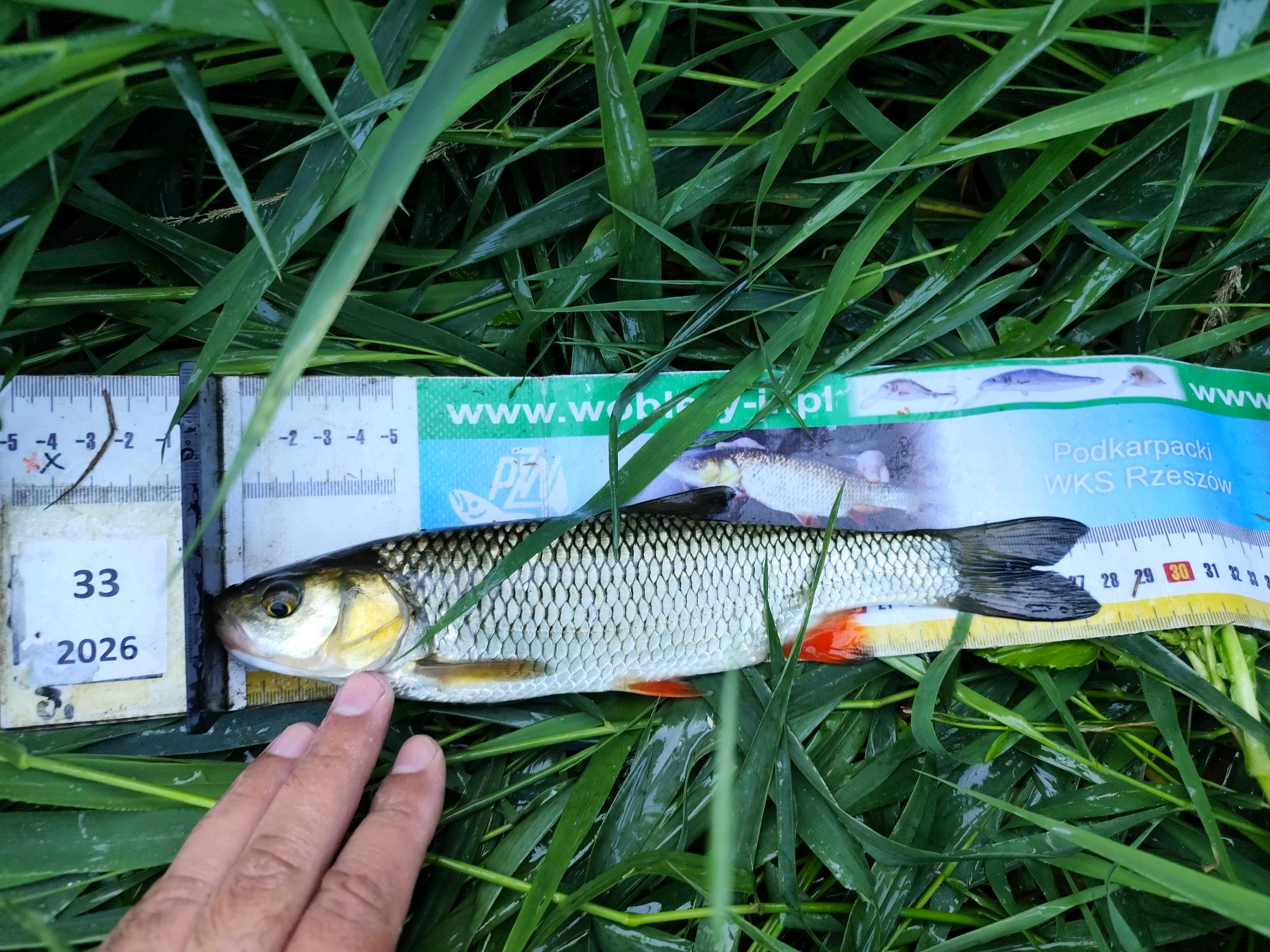 Kleń