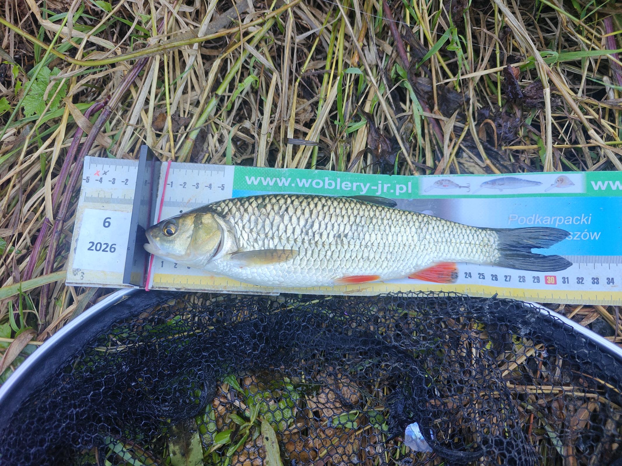Kleń