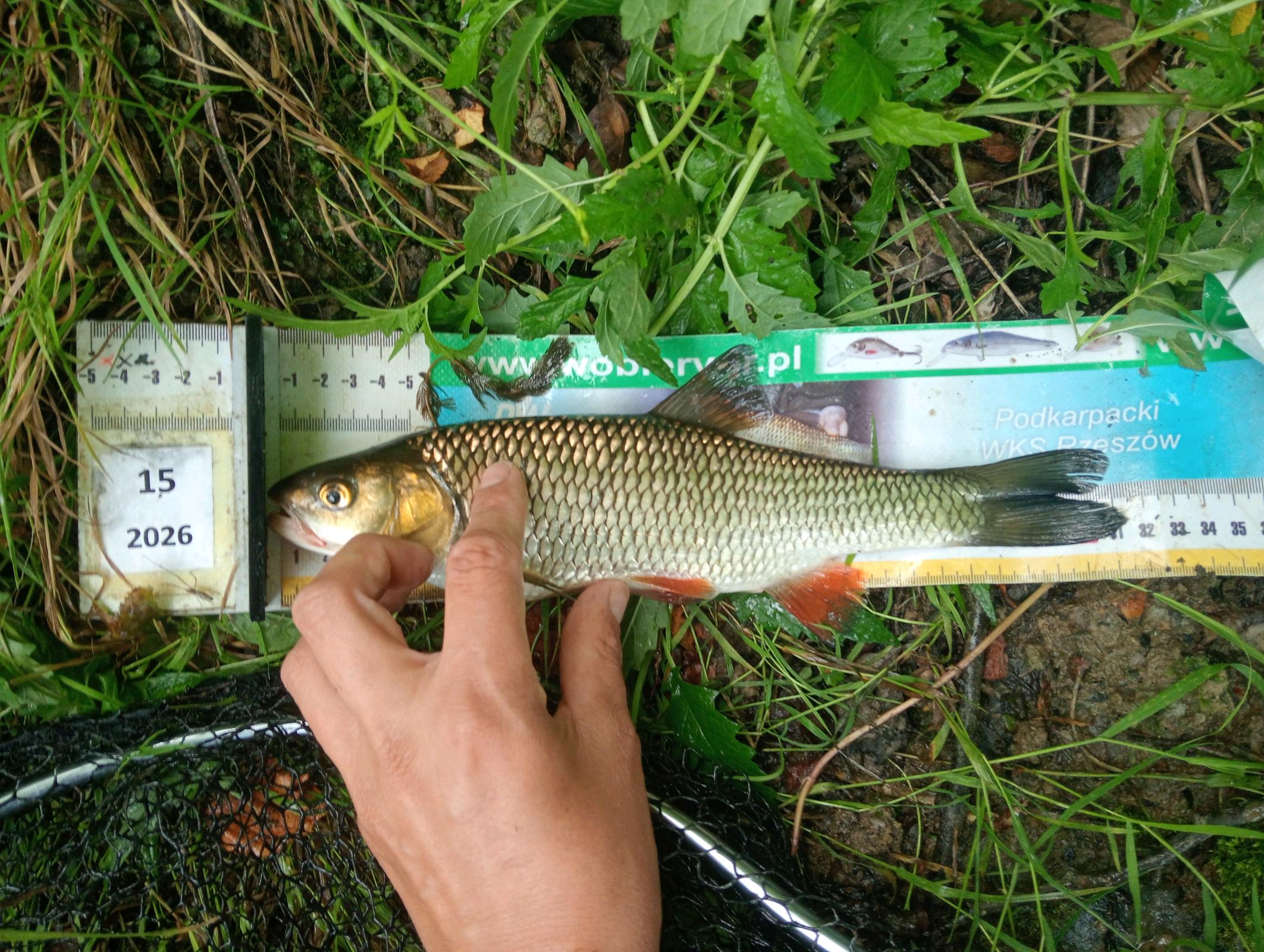 Kleń