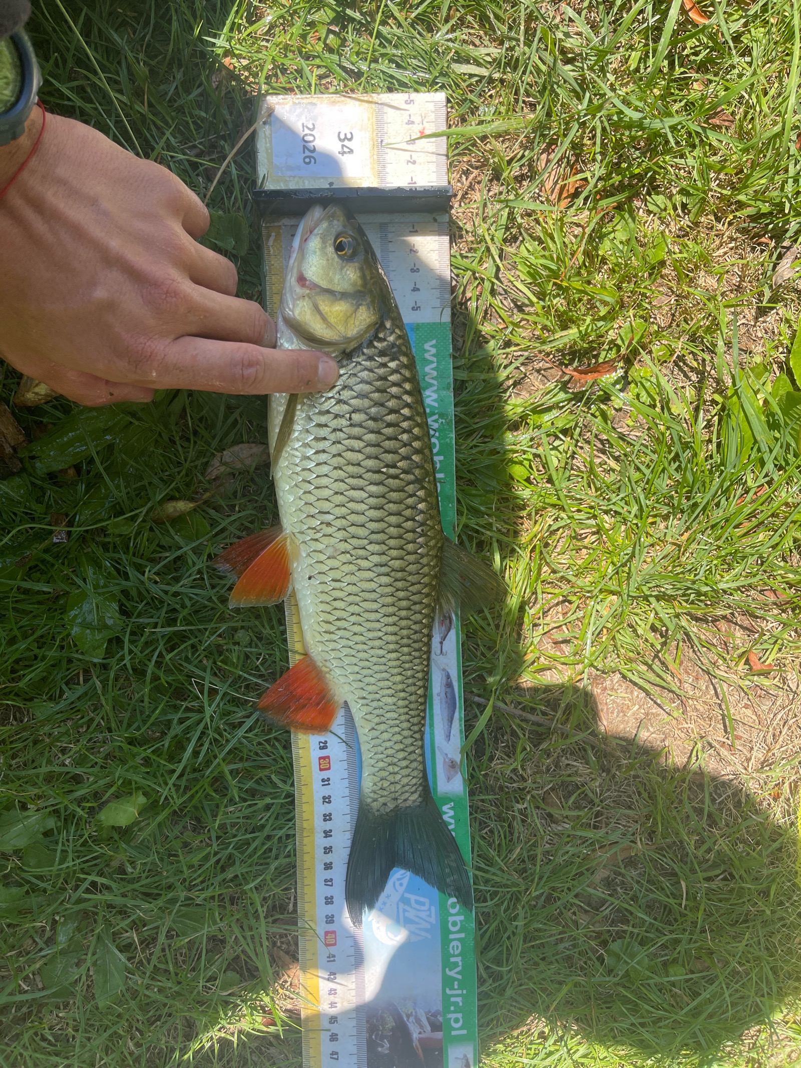 Kleń