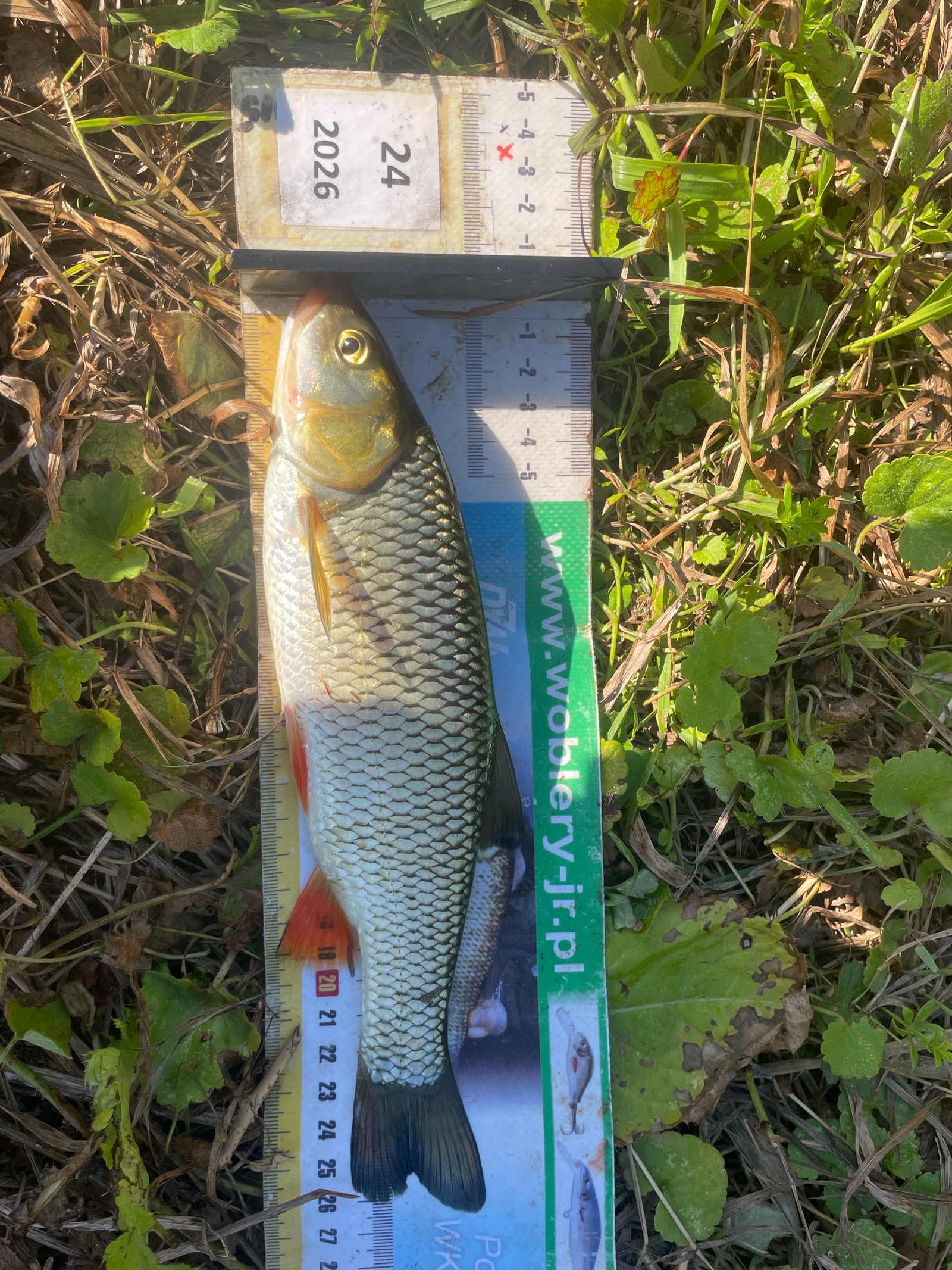 Kleń