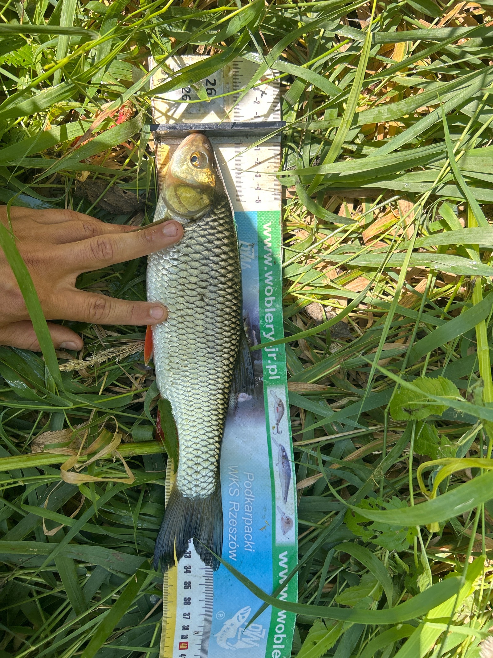 Kleń