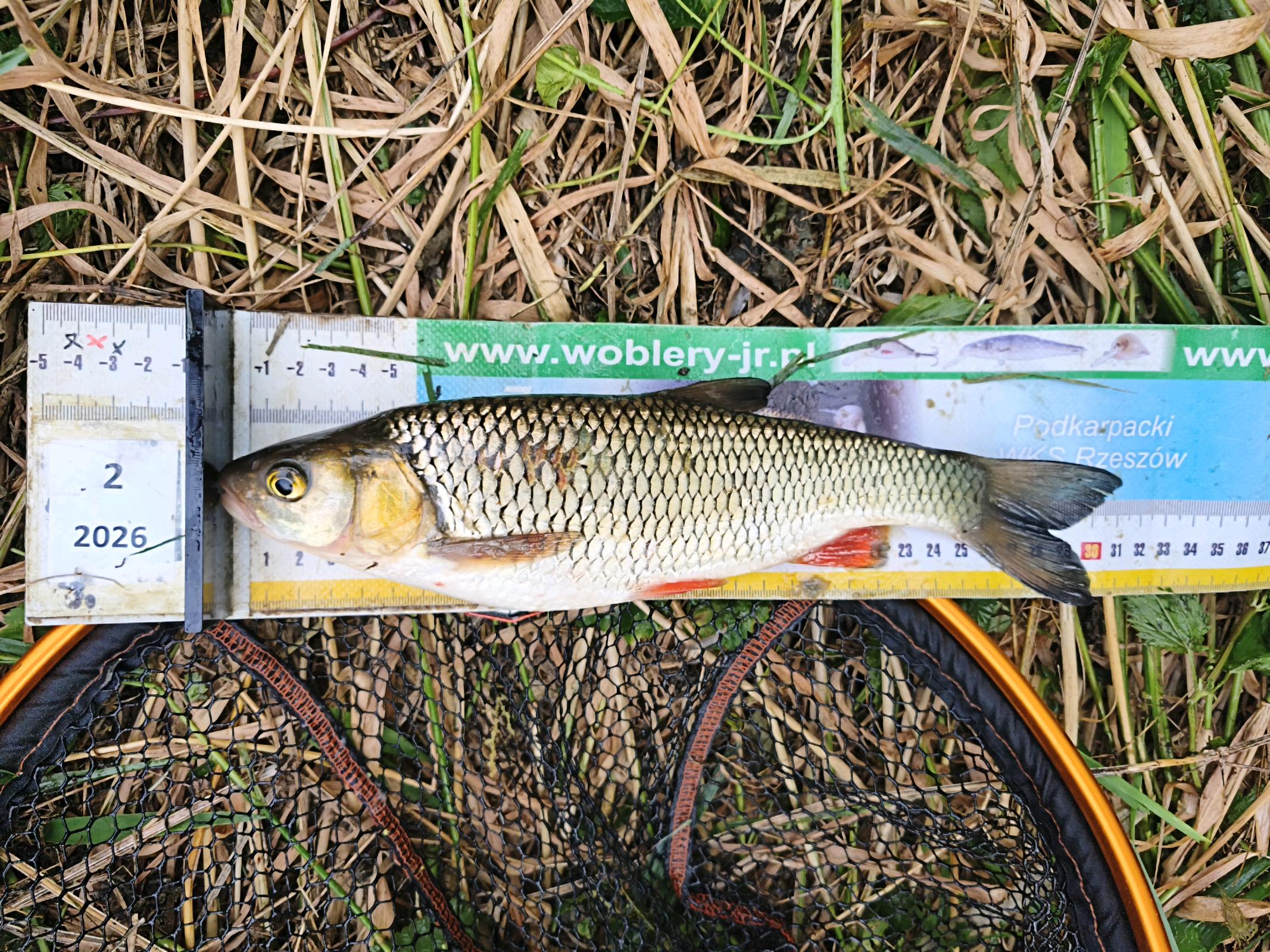 Kleń