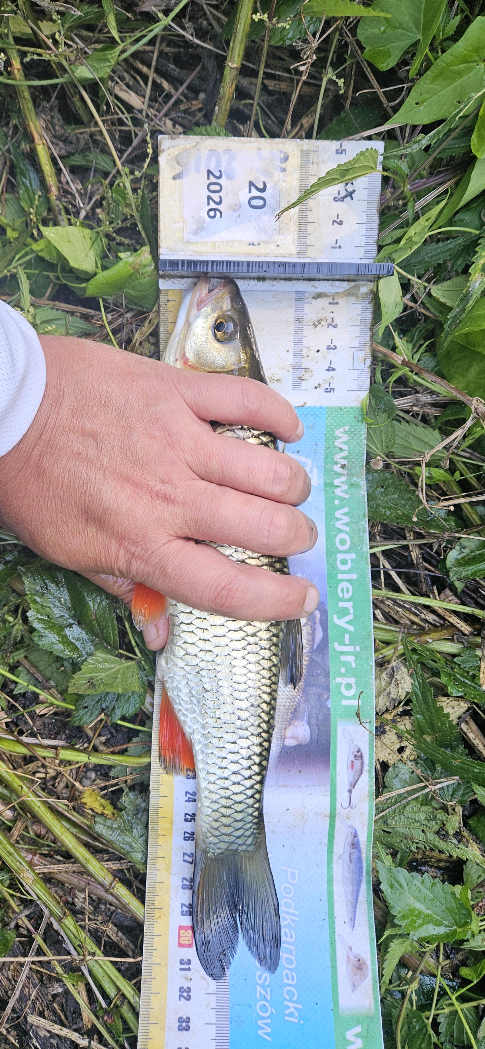 Kleń