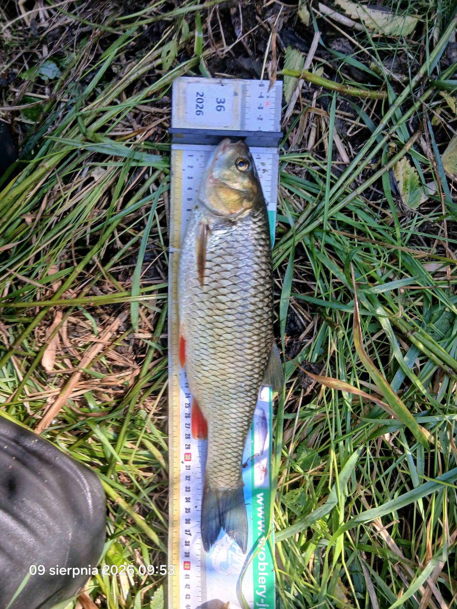 Kleń
