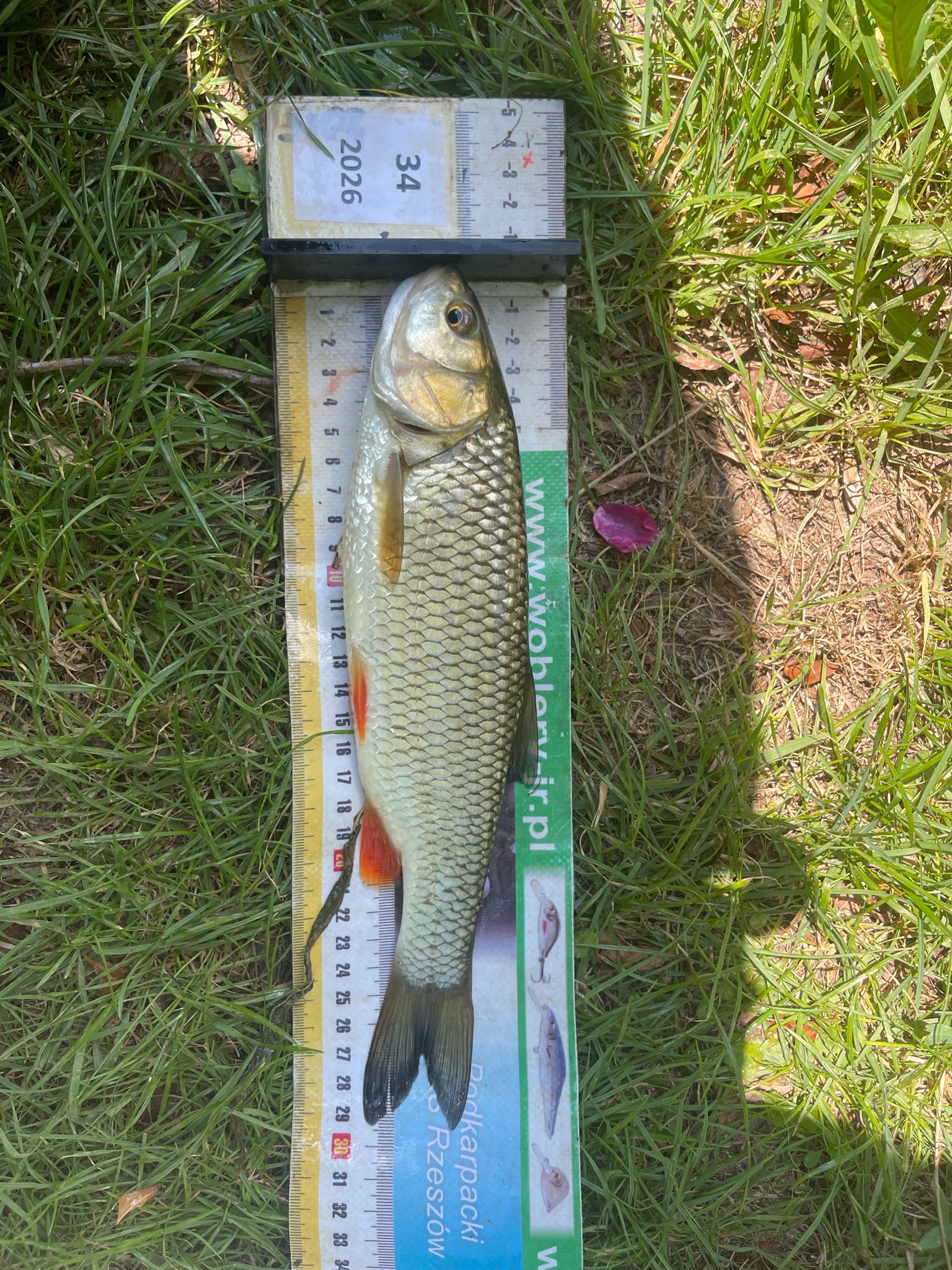 Kleń
