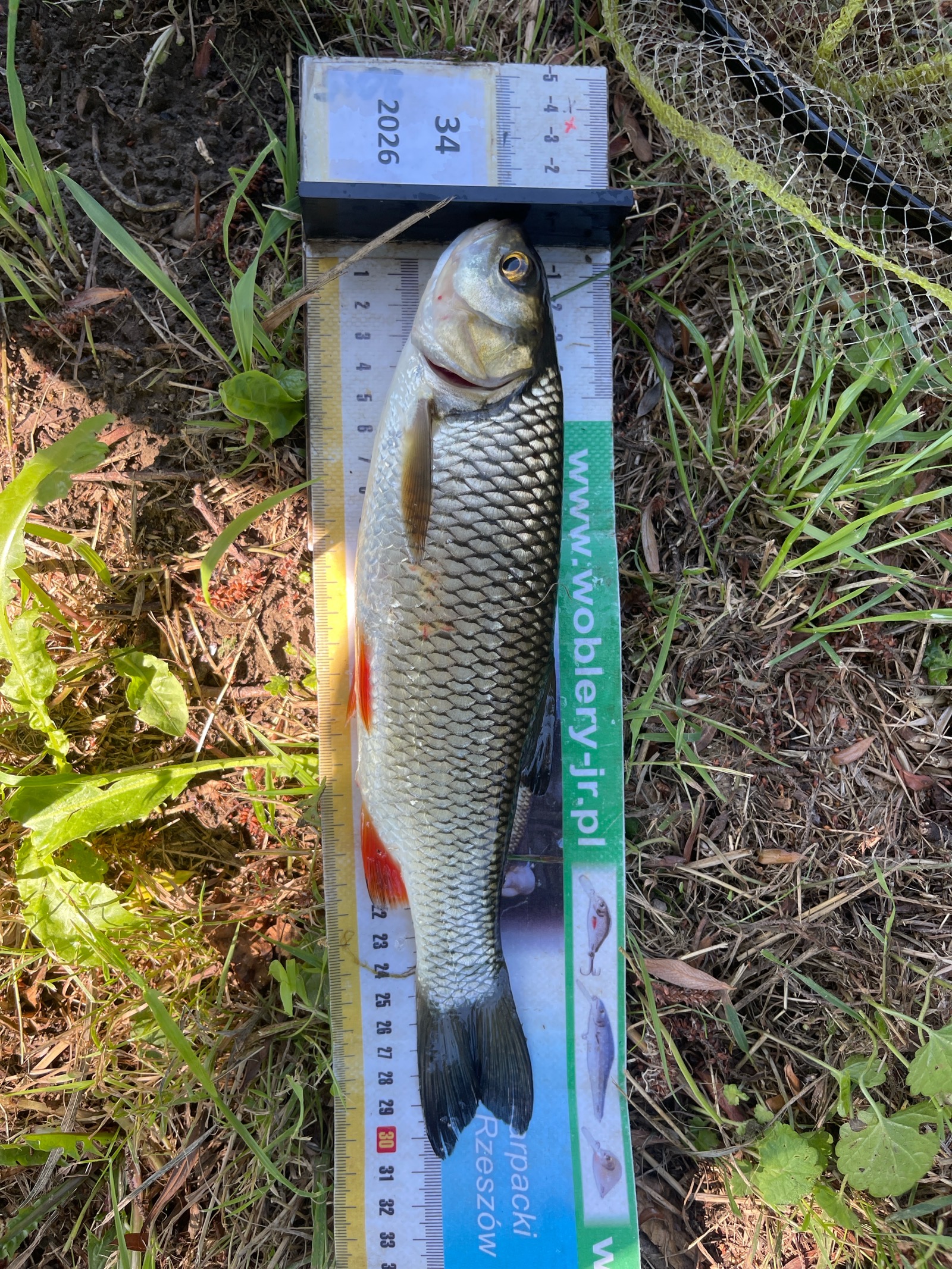 Kleń