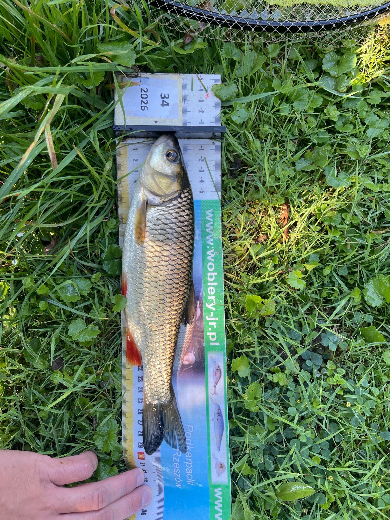 Kleń