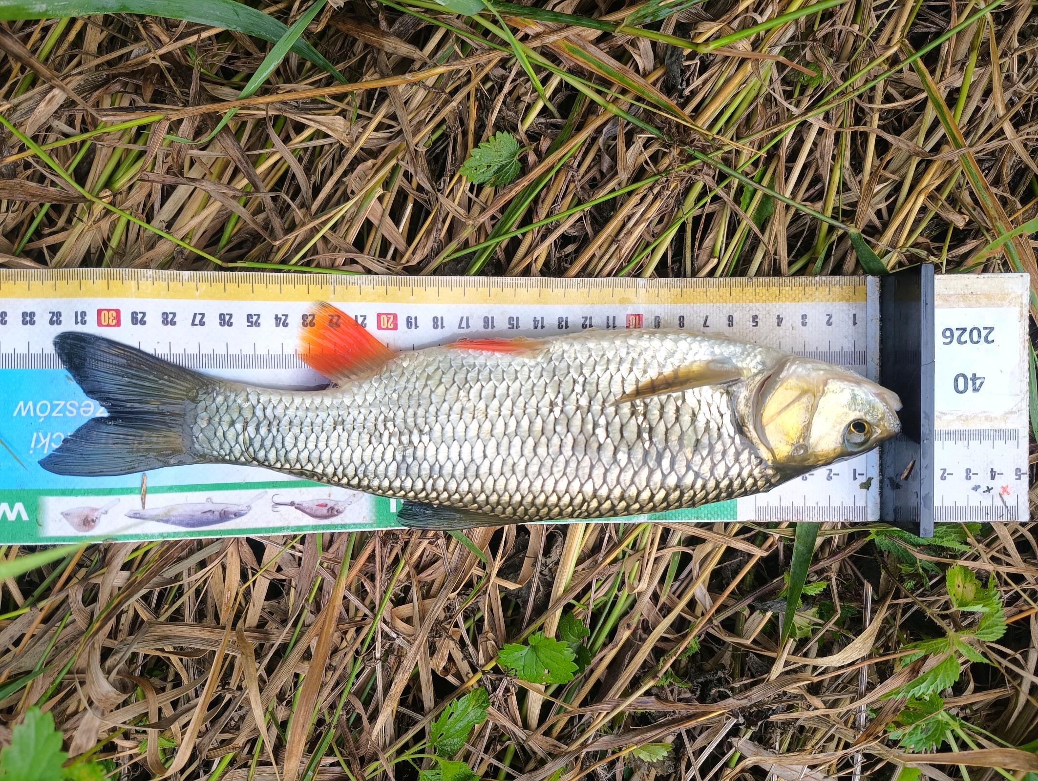 Kleń