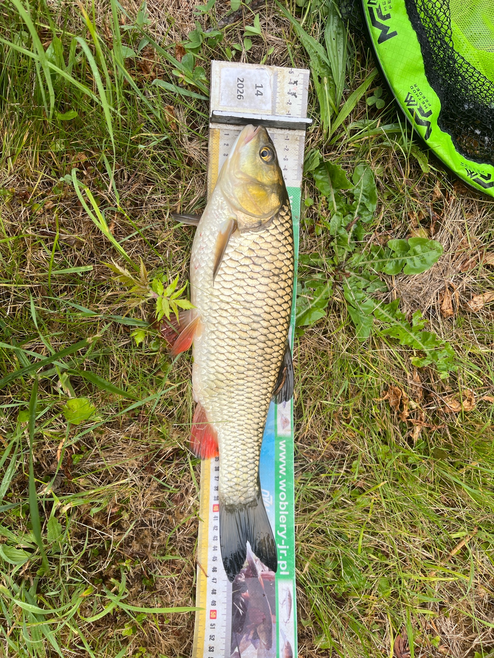 Kleń