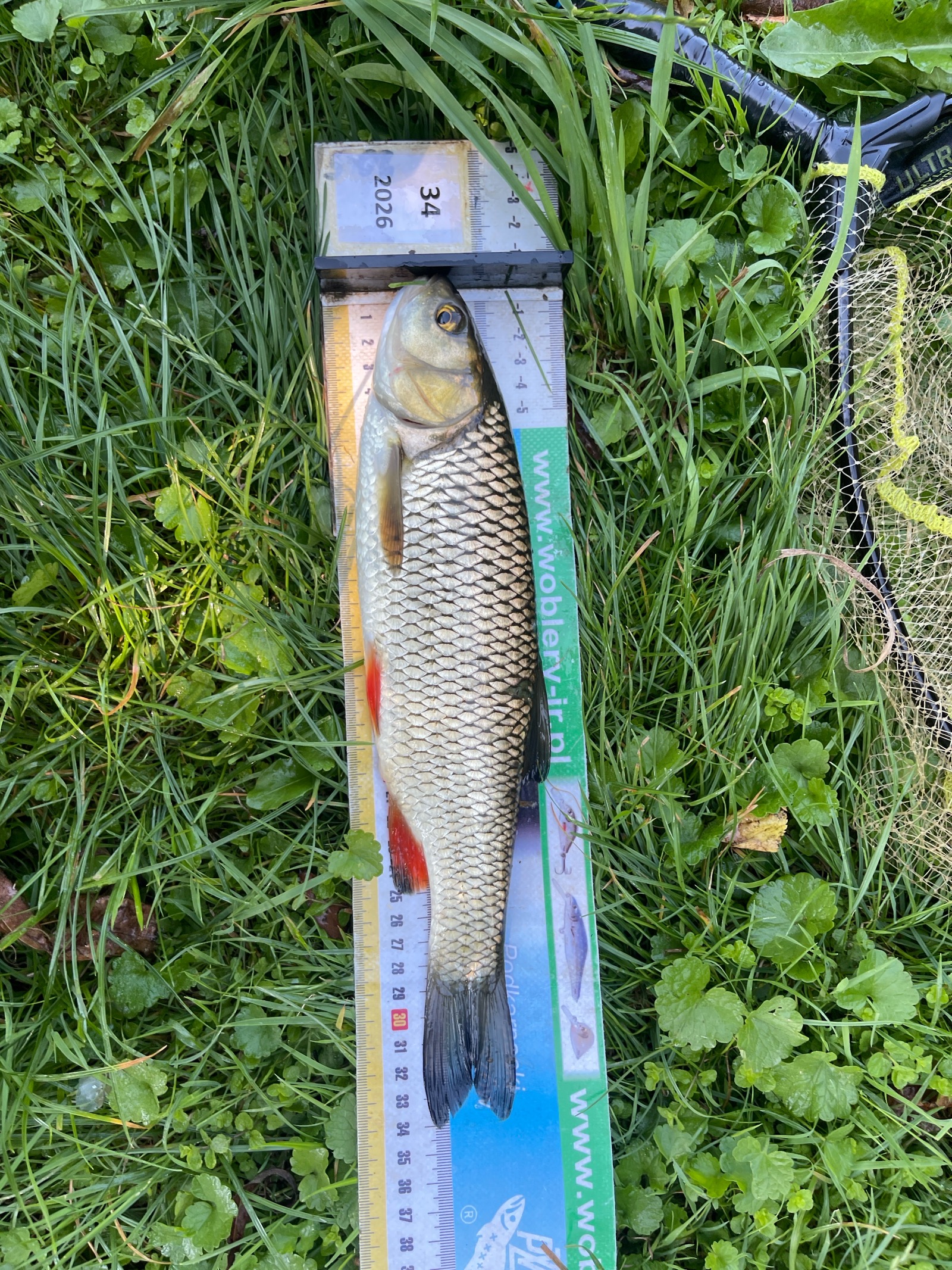 Kleń