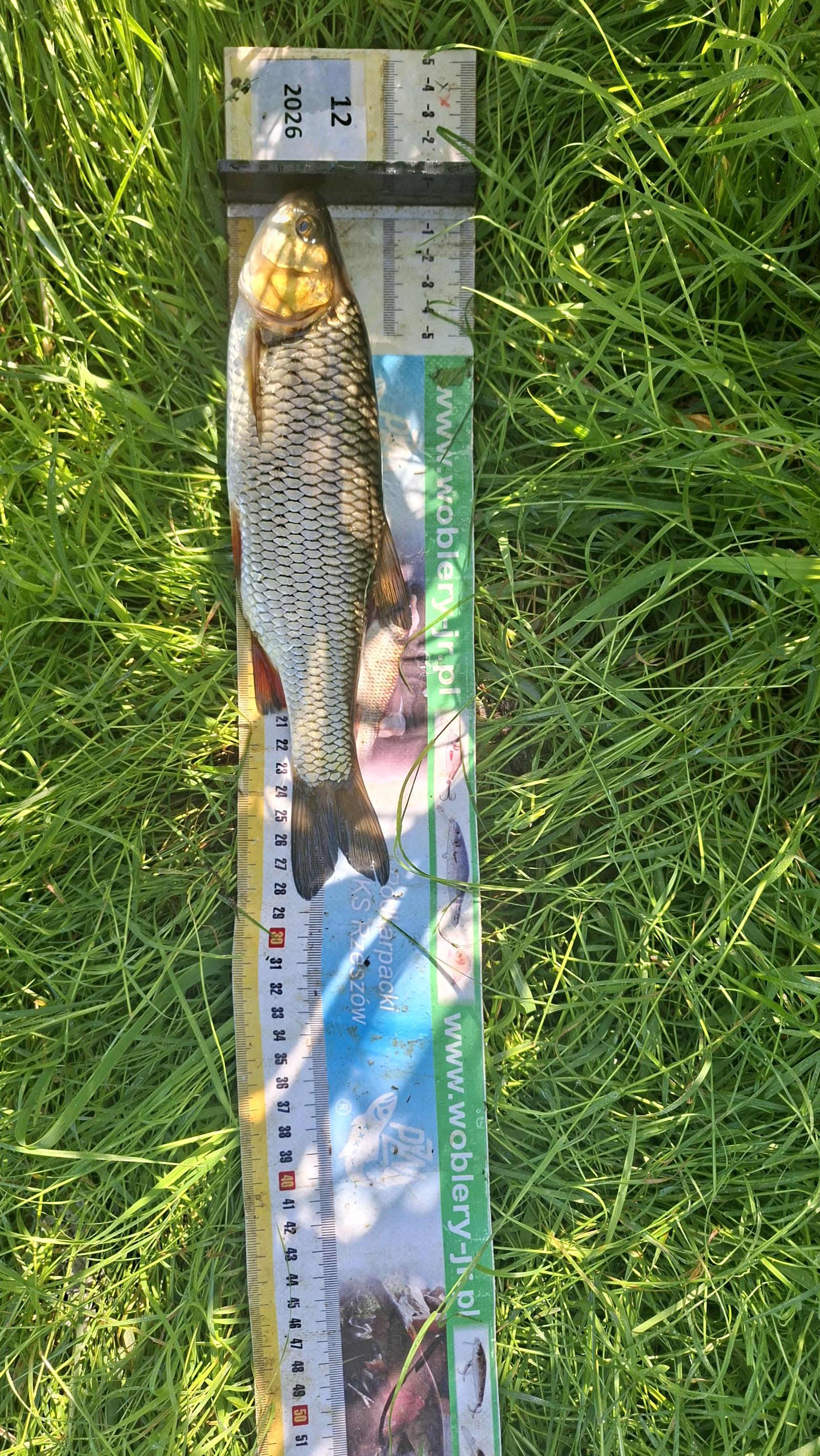 Kleń